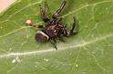 Euryattus_bleekeri_D7846_Z_88_North Stradbroke island_Australie